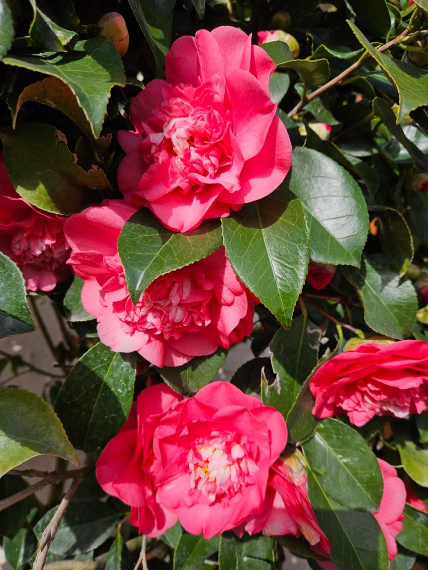 Les Camelias Villa Selles-sur-Cher Exterior photo